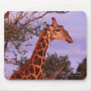 Search for necks electronics Spots