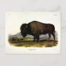 Search for american illustrators postcards Buffalo