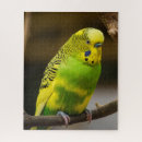 Search for budgie puzzles Pet