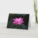 Search for lotus flowers cards Water lily
