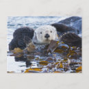 Search for kelp postcards California