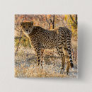 Search for cheetahs badges Wildlife