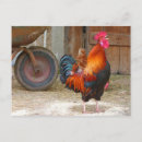 Search for crowing postcards Chicken
