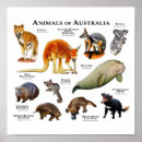 Search for animal posters Mammal