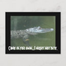 Search for alligators photography Nature