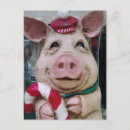 Search for piggies postcards Photography