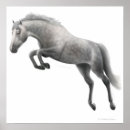 Search for dapple grey horse posters Horses
