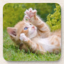 Search for funny cat coasters Pet