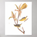 Search for warbler posters John james audubon
