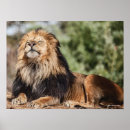 Search for sunbathing photography Lion