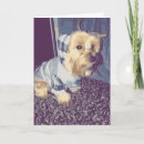 Search for yorkie cards Puppy