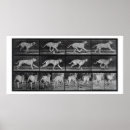 Search for eadweard muybridge posters 1830 1904