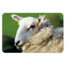 Search for sheep magnets Farm animals