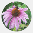 Search for purple coneflower stickers Pink