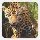 Search for jaguar animal stickers Jaguars