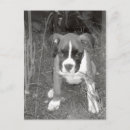 Search for pups postcards Vintage