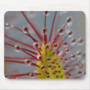 Search for carnivore mousepads Carnivorous