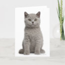 Search for british shorthair cards Animal