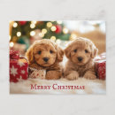 Search for golden doodle postcards Puppy