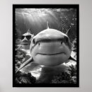 Search for shark posters Quotes