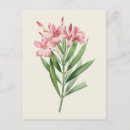 Search for oleanders postcards Botanical
