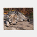 Search for wolf face photography Wildlife