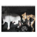 Search for rescue dog calendars Cute dogs