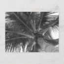 Search for fort lauderdale postcards Tropical