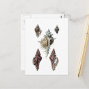 Search for vintage seashell postcards Ocean