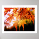 Search for maple leaf photography Tree