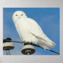 Search for snowy owls posters Nature photography