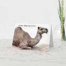 Search for camel cards Animal