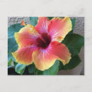 Search for hibiscus flower postcards Cute
