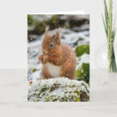 Search for red squirrel christmas cards Festive
