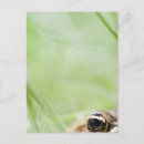 Search for focus postcards Green