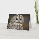 Search for bird of prey cards Feathers
