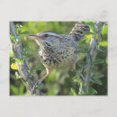 Search for wrens postcards Cactus