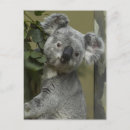 Search for bear postcards Travel