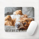 Search for sofa mousepads Domestic animals