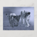 Search for lion cub postcards Wildlife