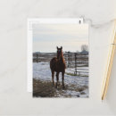 Search for gelding Angelandspot