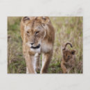 Search for nature reserve postcards Safari
