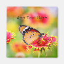 Search for monarch butterfly magnets Orange and black butterfly