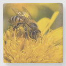 Search for pollen coasters Bee