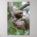 Search for sloth hang in there posters Hanging