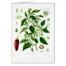 Search for capsicum Botanical