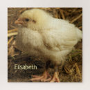Search for chicken puzzles Nature
