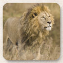 Search for big cat coasters Africa