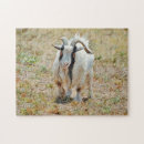 Search for goat puzzles Birthday