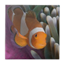 Search for anemone tiles Clownfish